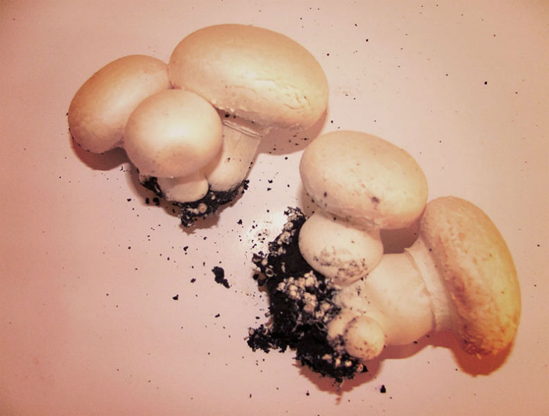 production and sales of mushroom spores